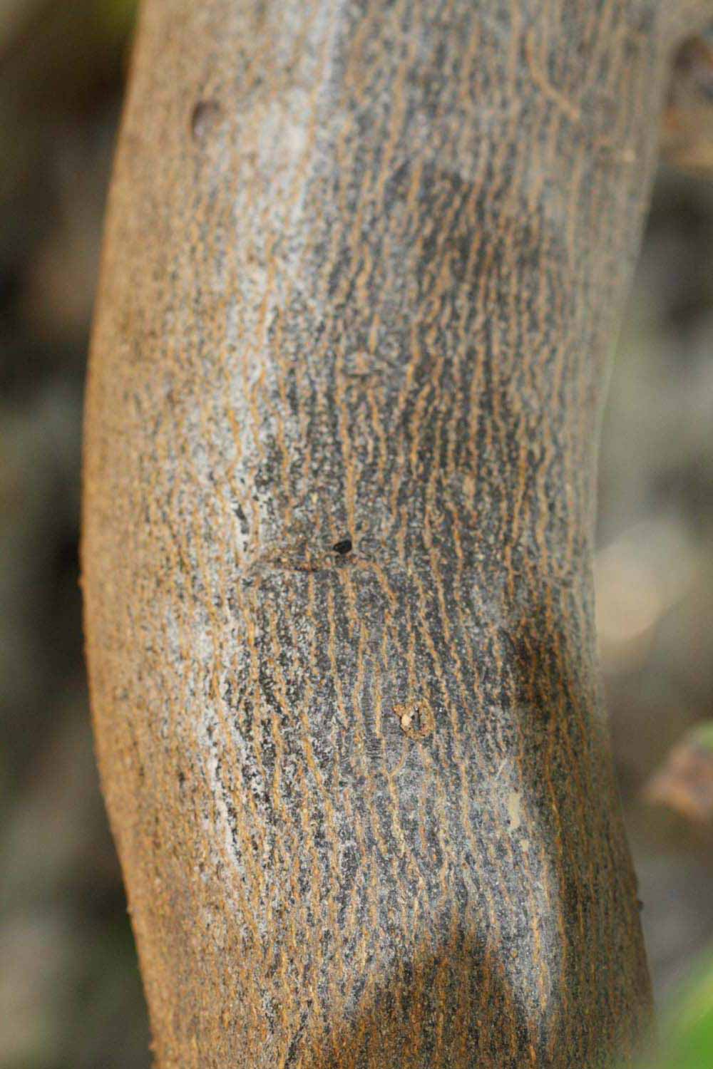              Bark (Riverside, CA)       